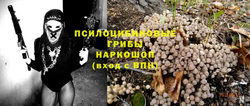 mega зеркало  Звенигово  Псилоцибиновые грибы Psilocybe  наркотики 