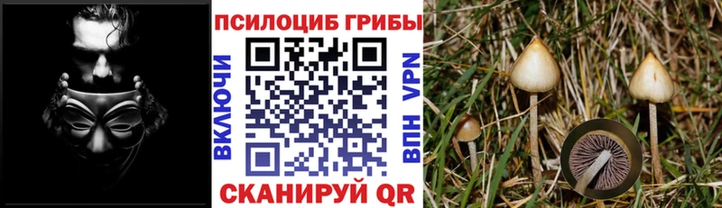 Галлюциногенные грибы Psilocybine cubensis  блэк спрут ONION  Звенигово 